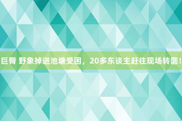 巨臀 野象掉进池塘受困，20多东谈主赶往现场转圜！